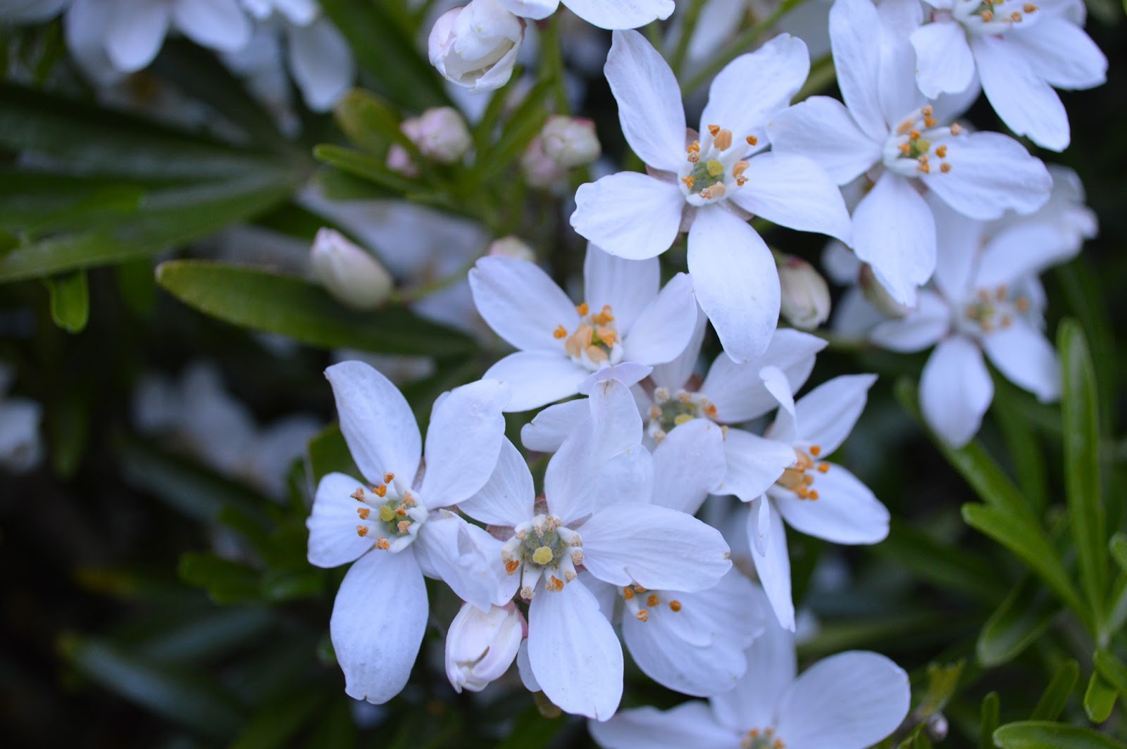 Horticulture Plant Identification Care And Maintenance Choisya