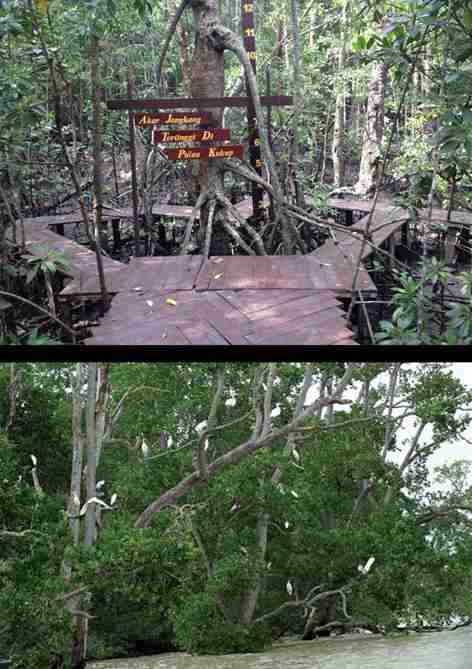 Kukup island various species of migratory birds