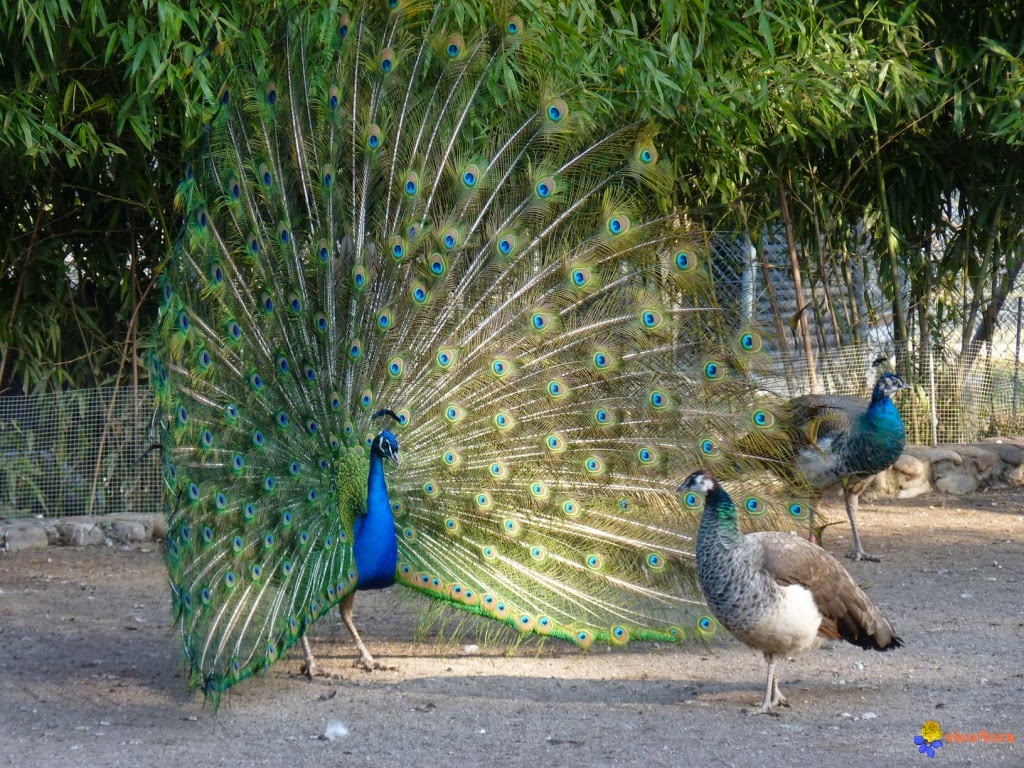 la rencontre des cellules reproductrices chez les plantes a fleurs