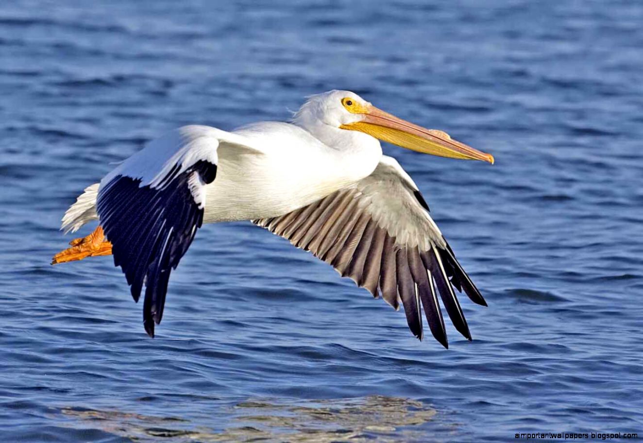 White Crane Hd Wallpapers Free Download  New HD Wallpapers Download White Crane Hd Wallpapers Free Download  New HD Wallpapers Download