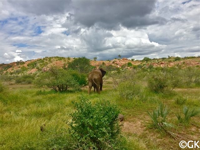 Faszinierende Tierwelt in der trockenen Landschaft des NP.