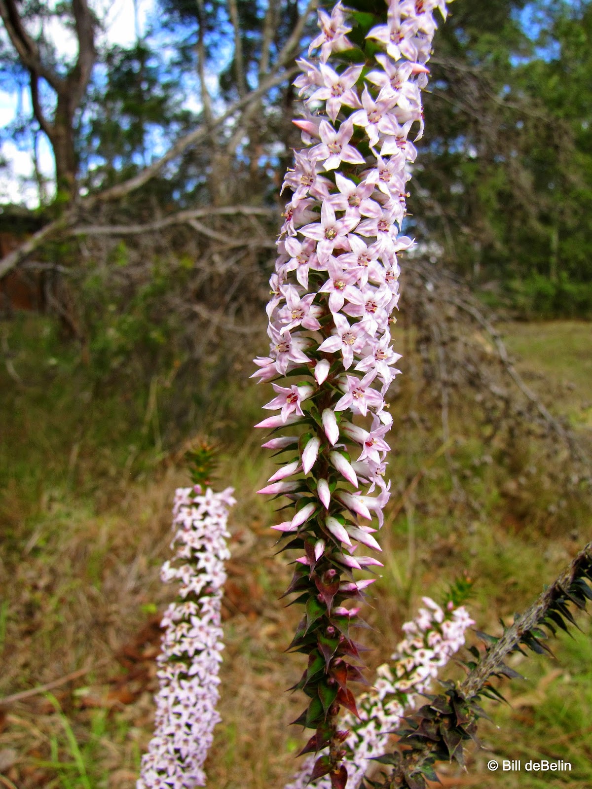 Sydney's Wildflowers and Native Plants Epacris purpurascens var