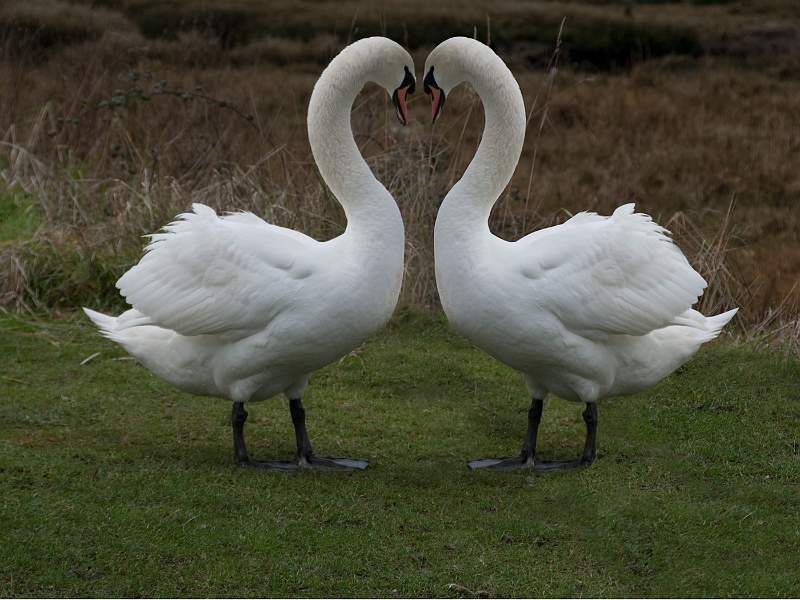 Swan The Life of Animals