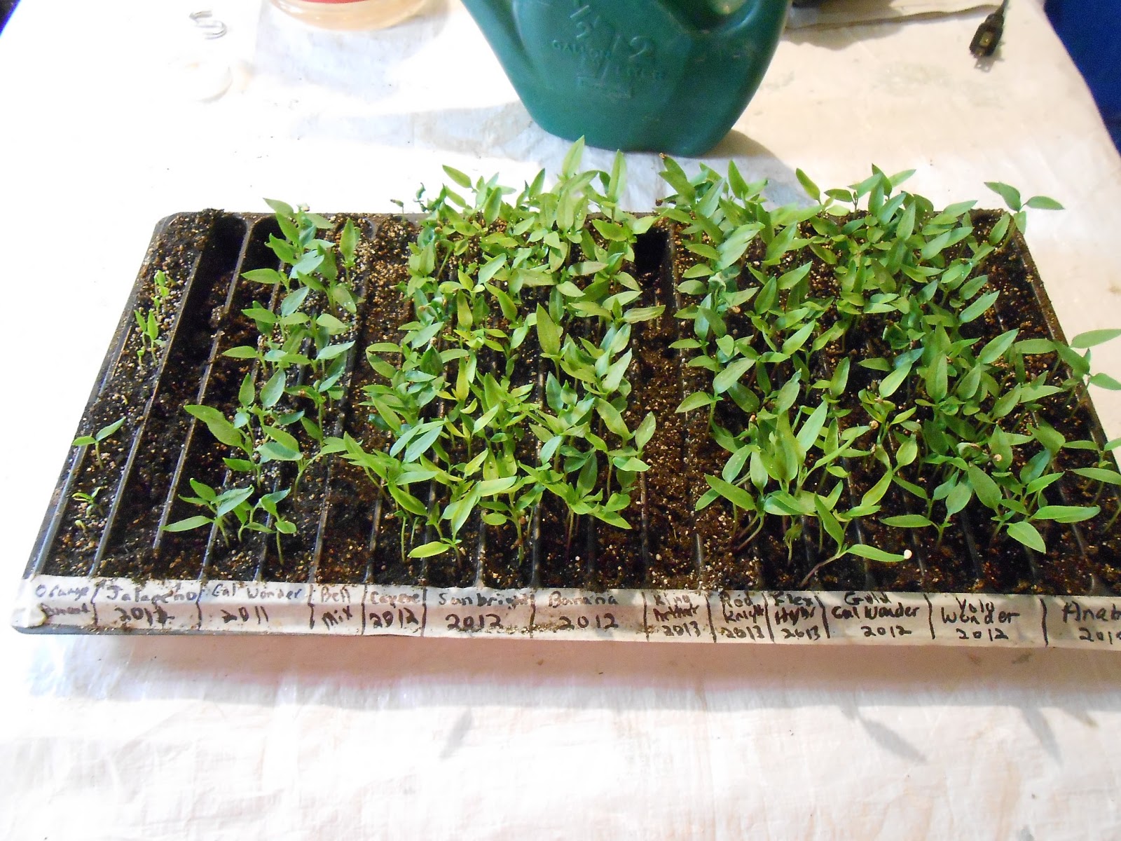 Transplanting pepper plants information