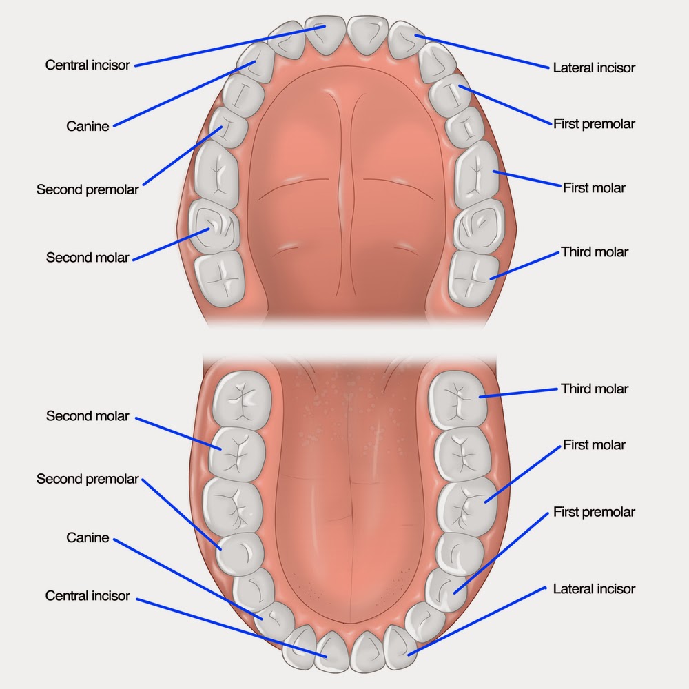 canyon vista dental care