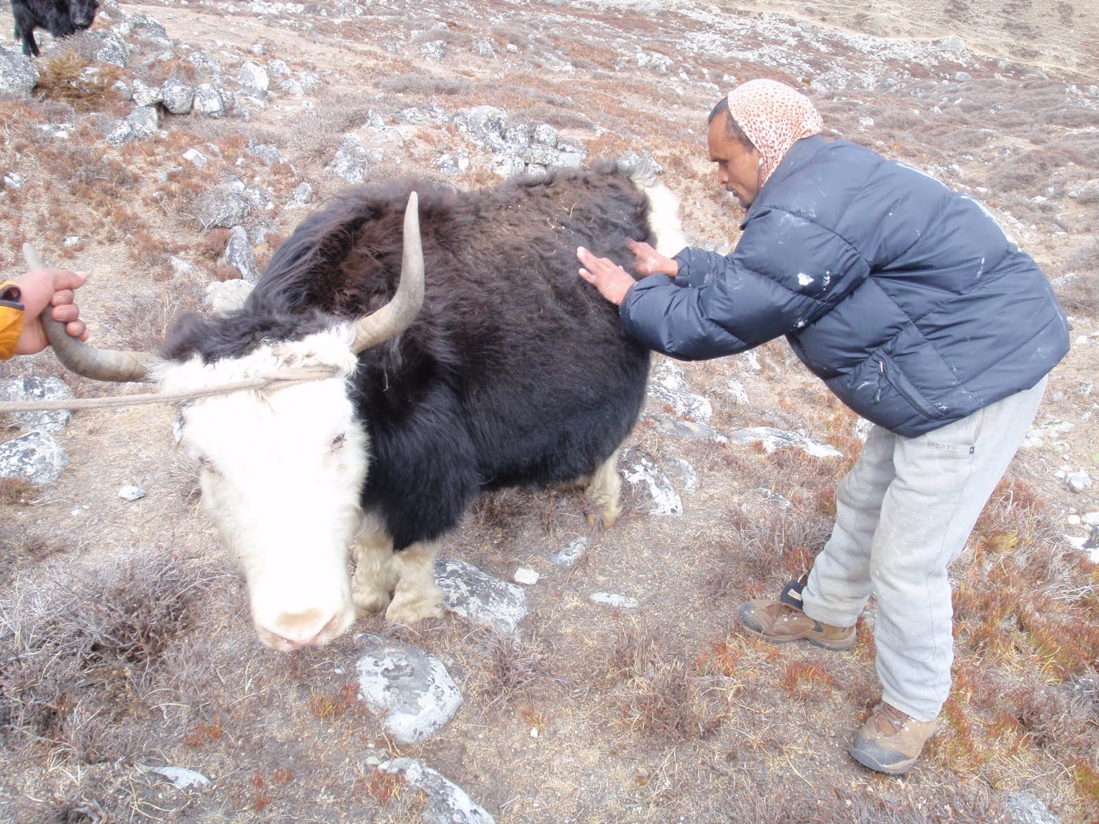 nepal yak