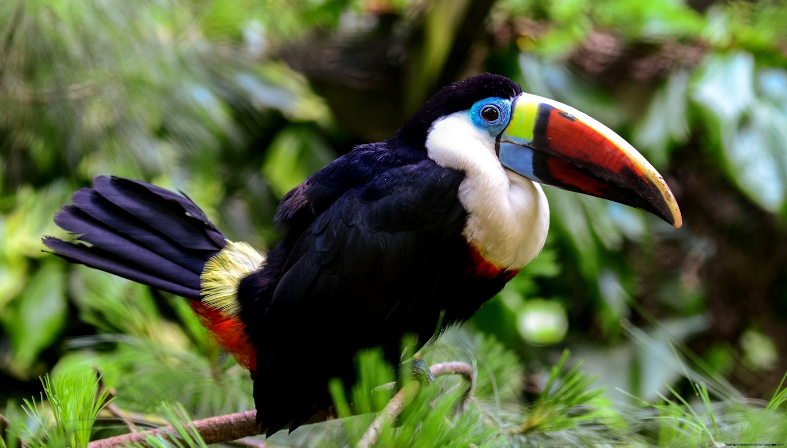 Toucan Bird Beak Toucan Bird Beak