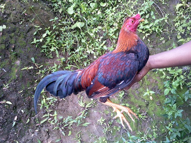 pollo zambo copeton propiedad de la cuerda 19
