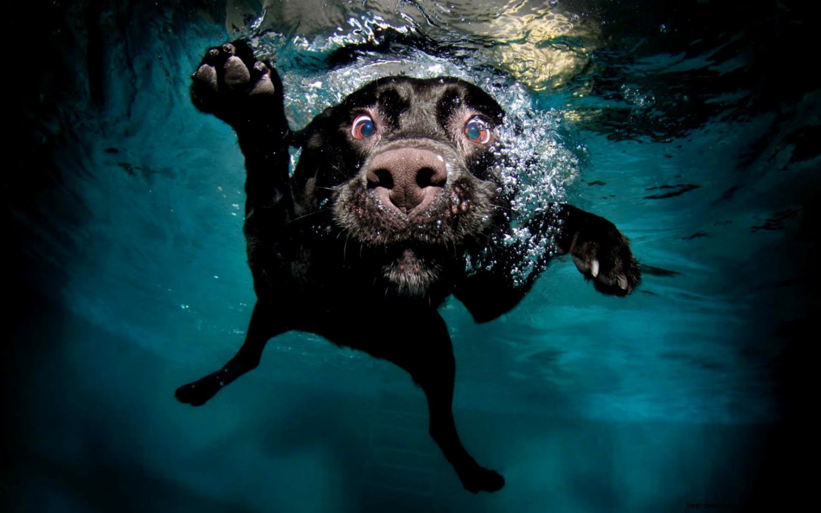 Seth Casteel Underwater Dog Seth Casteel Underwater Dog