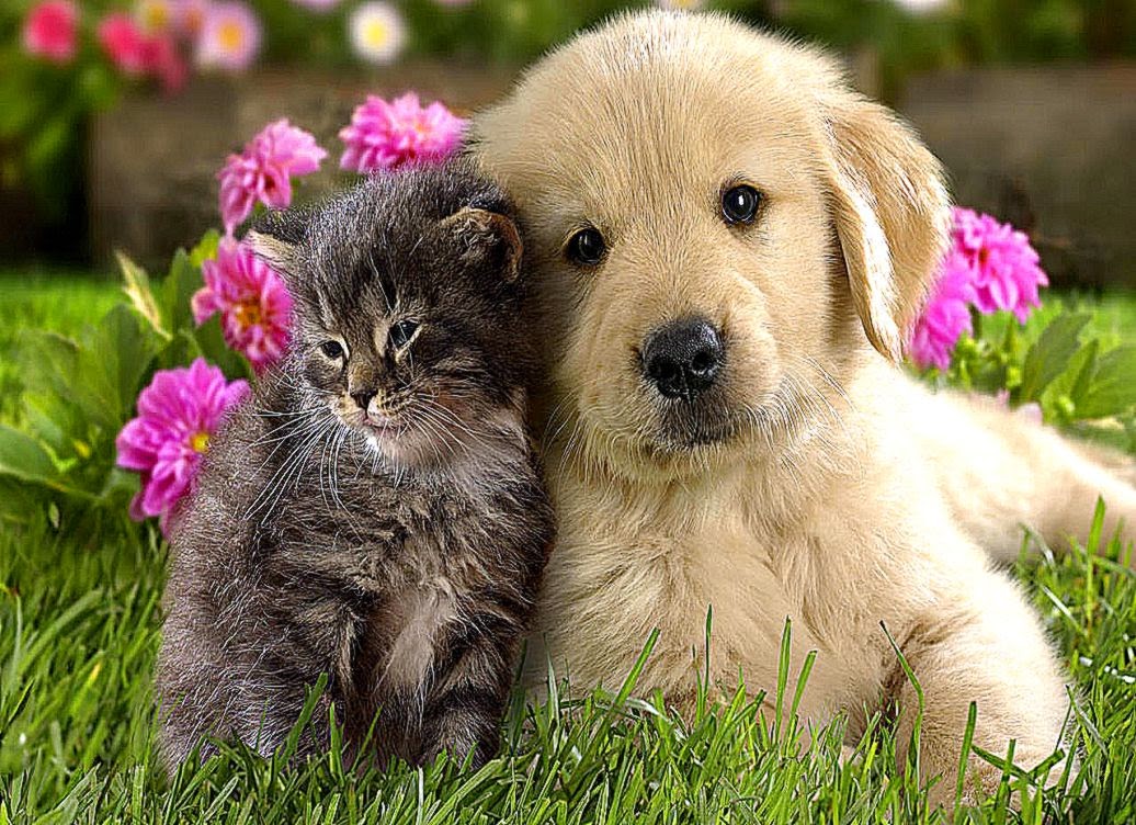 Dog and Cat Wallpaper Teddybear64 Wallpaper 16834786 Fanpop Dog and Cat Wallpaper Teddybear64 Wallpaper 16834786 Fanpop