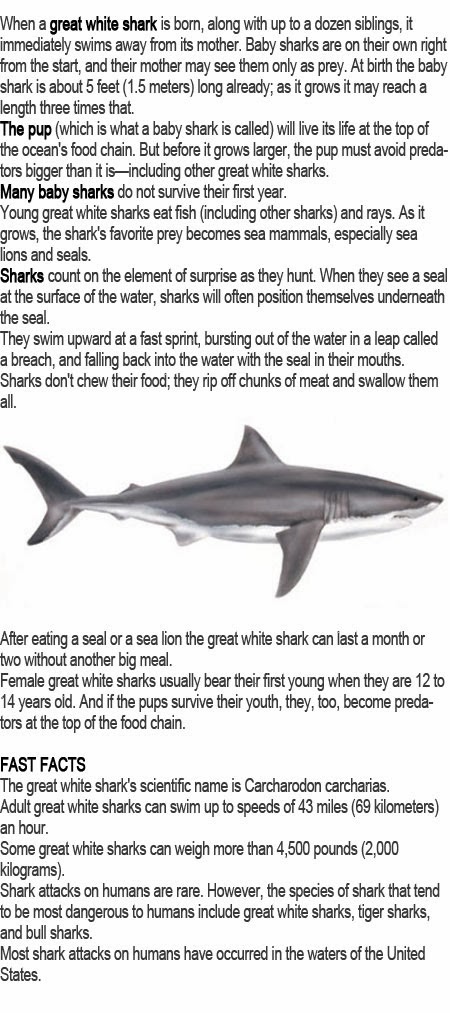 Great white shark for kids