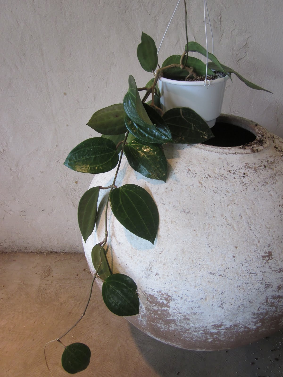 花宇図鑑 ホヤ マクロフィラ