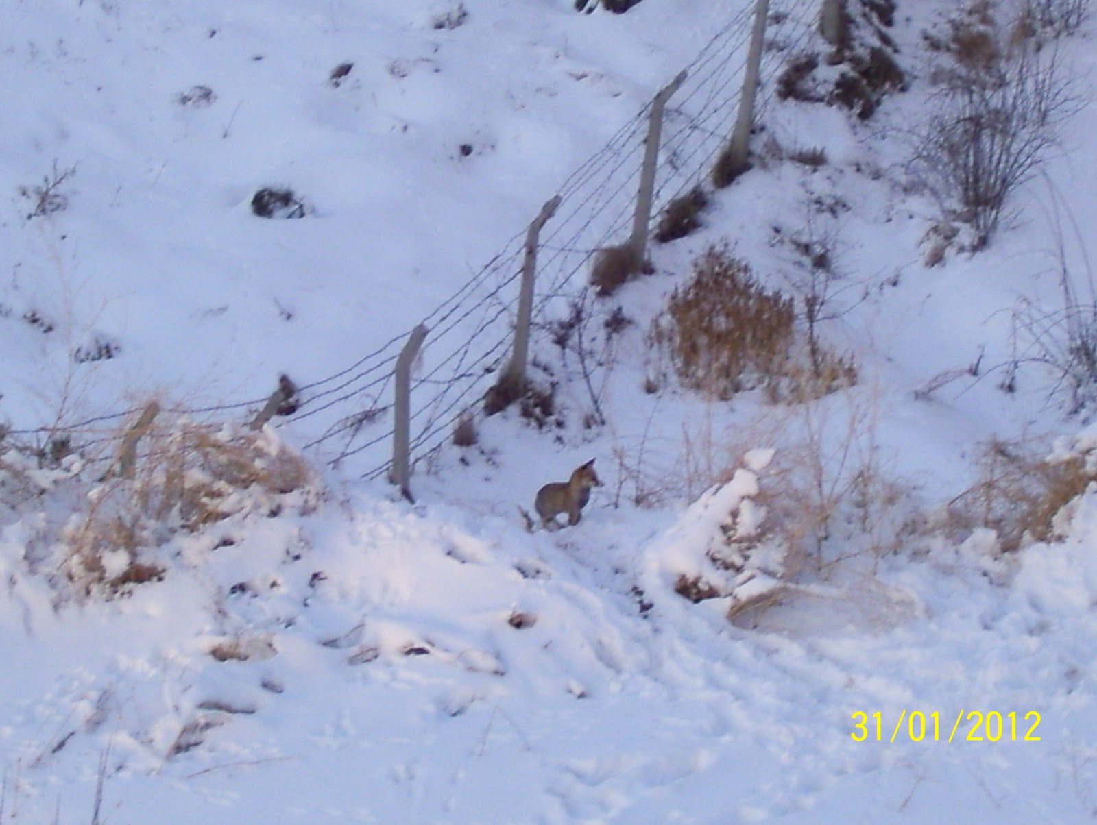 20111127 Acemidemirci