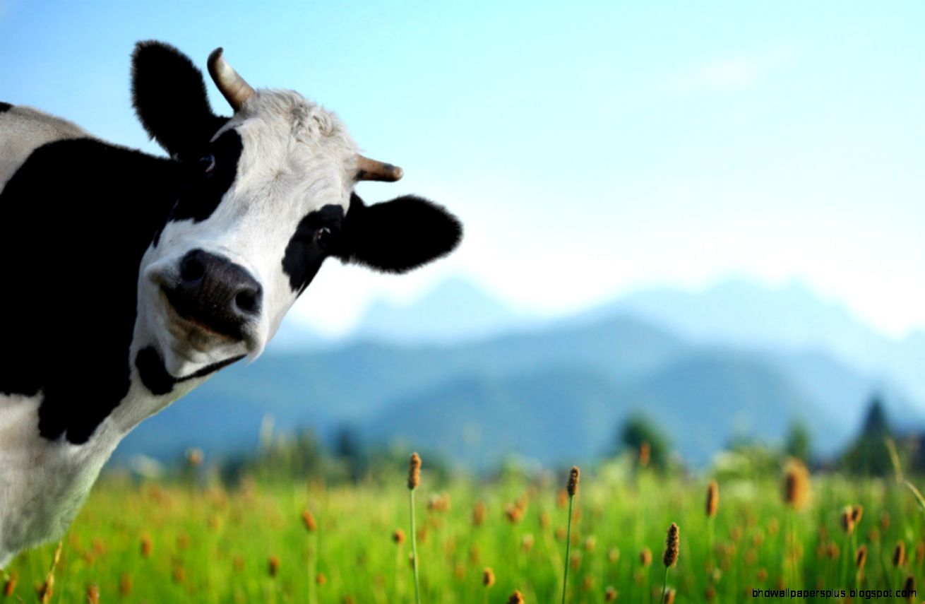 Cow Wallpapers Just Good Vibe Cow Wallpapers Just Good Vibe