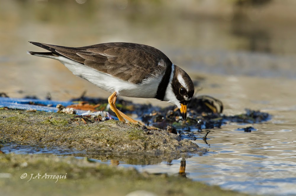 Chorlitejo grande, Charadrius hiaticula, Great Ringed Plover Chorlitejo grande, Charadrius hiaticula, Great Ringed Plover