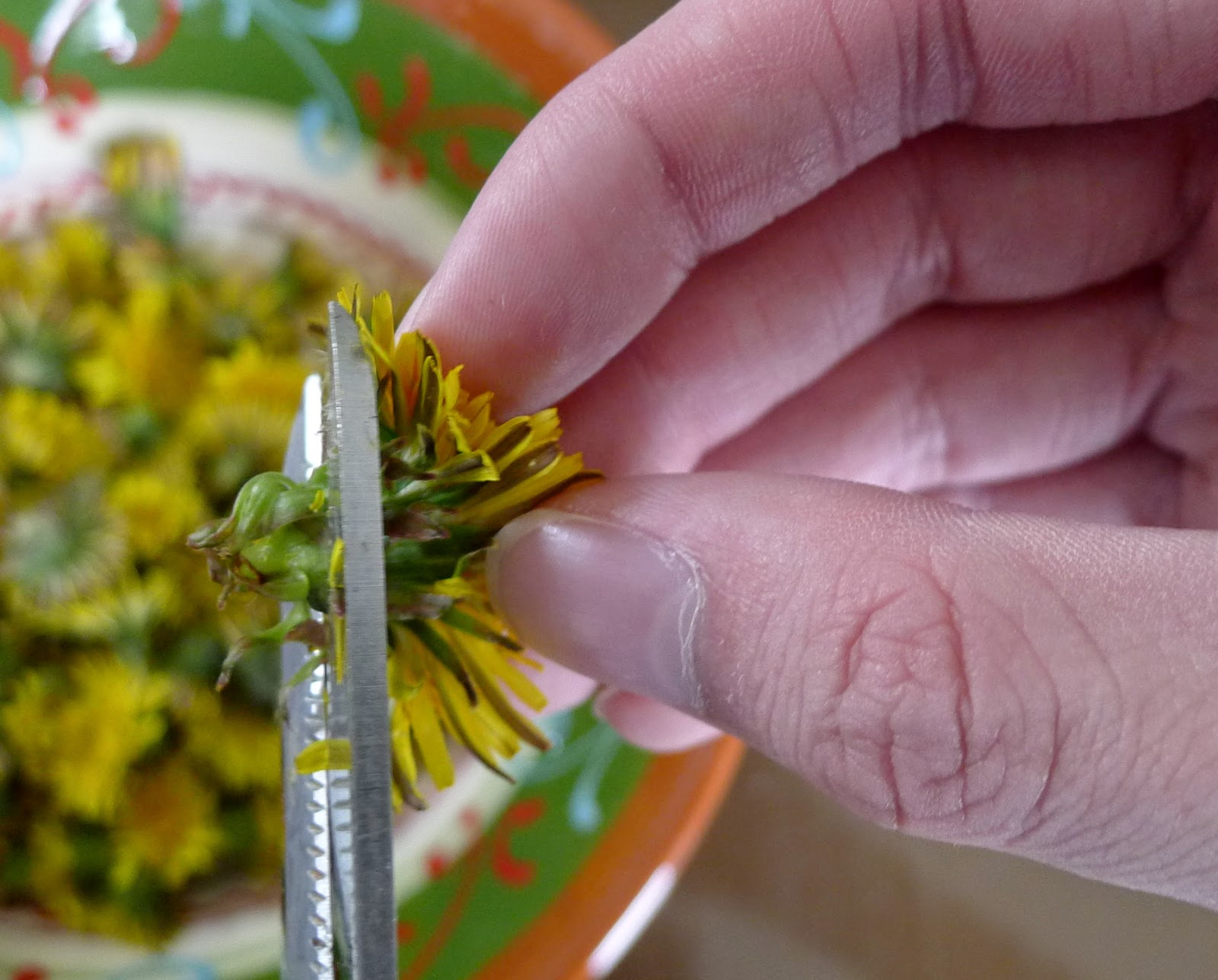 removing dandelion petals, foraging for dandelions, recipes