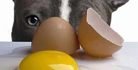 Cachorro pode comer ovos?