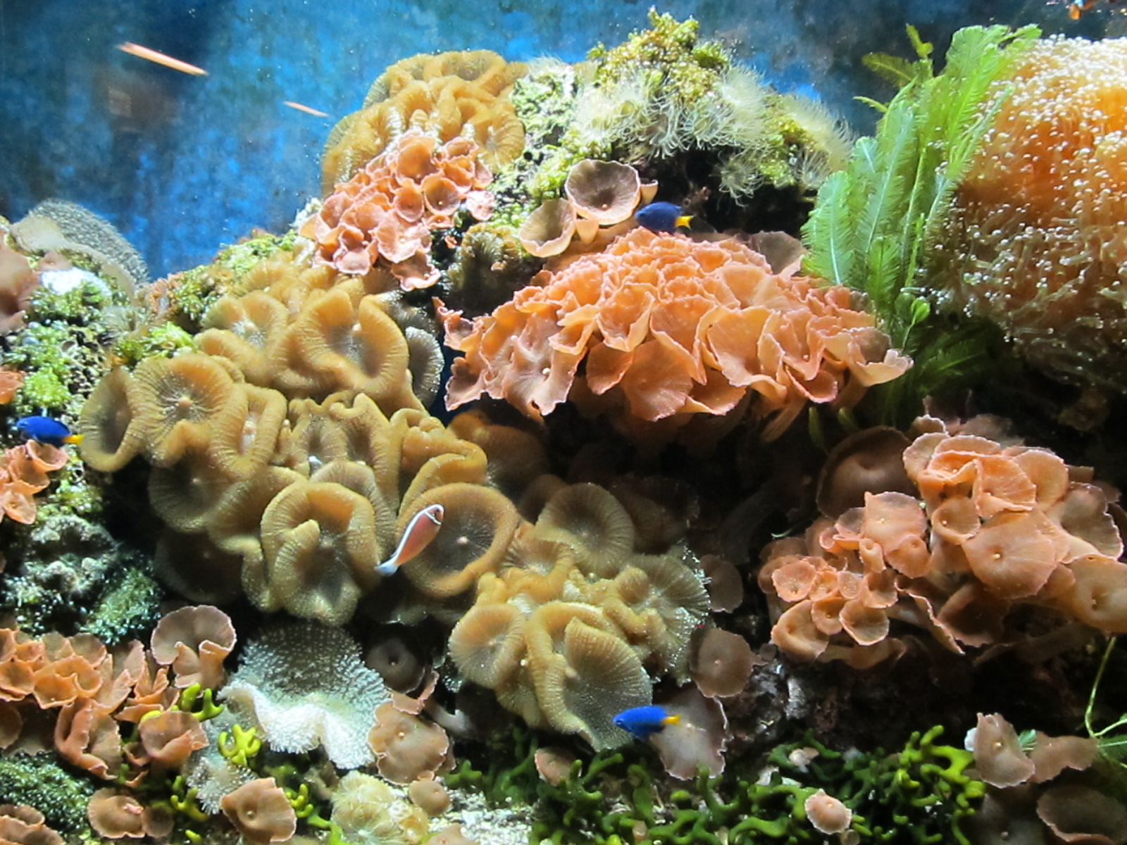 Hookable Designs Beautiful Coral in Florida