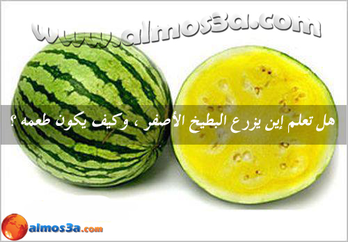 البطيخ الاصفر اين يزرع وكيف يكون طعمه البطيخ الاصفر اين يزرع وكيف يكون طعمه