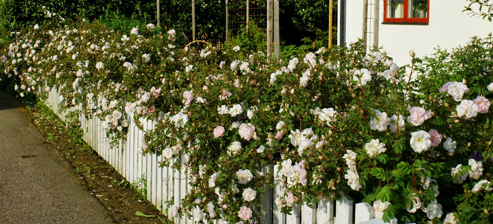 Millas trädgård: blommig fredag rosa...