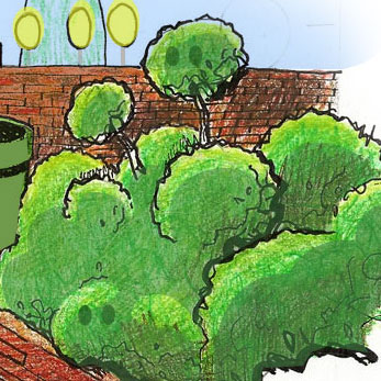 Acquired Objects Boxwood Trim Or Not To Trim