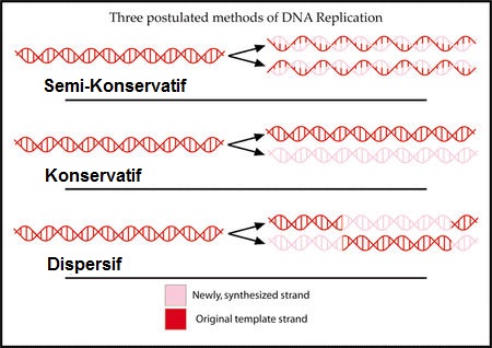 Biologi I Biologi Molekuler Replikasi Dna