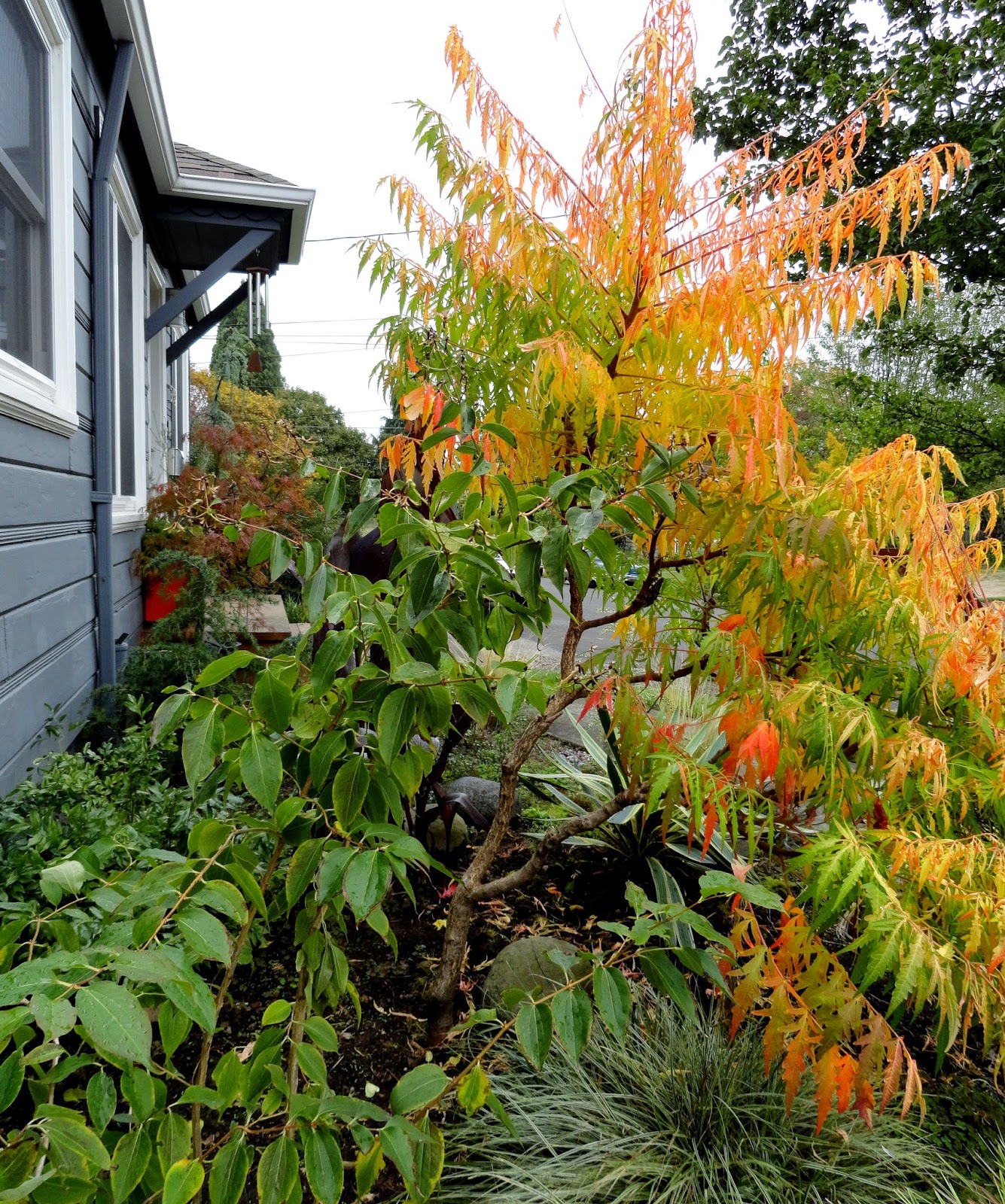 Mahonia Flowers Stock Photos Mahonia Flowers Stock Images Alamy