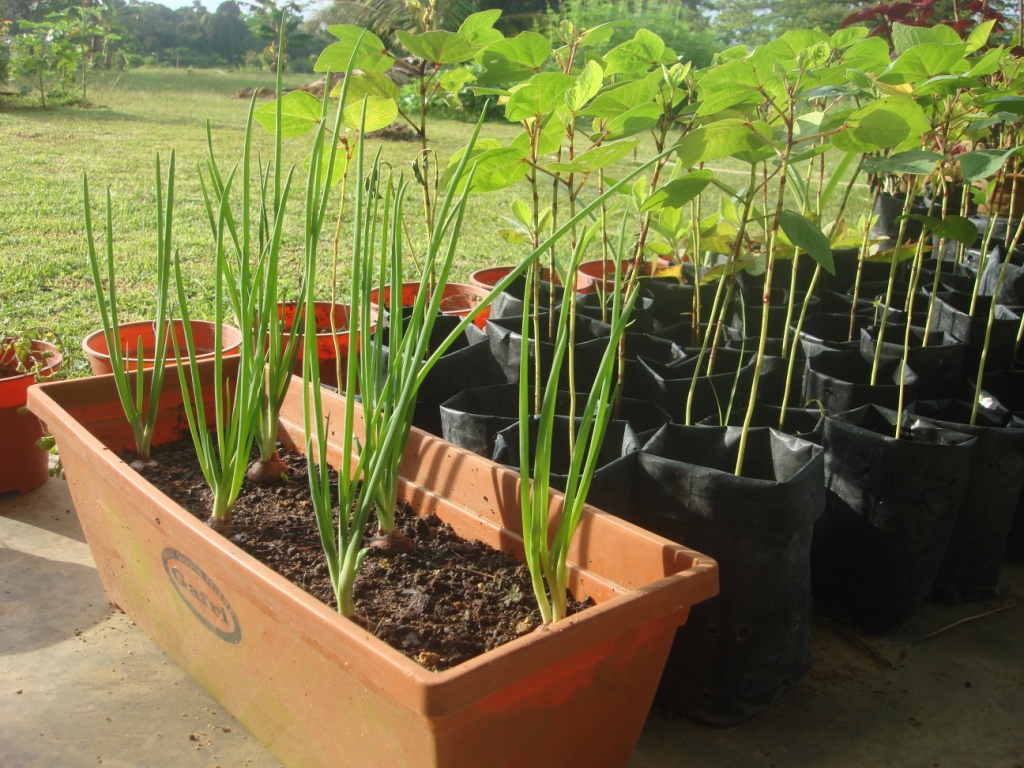 18+ Wonderful Planting Onions In Containers Inspiratif Design