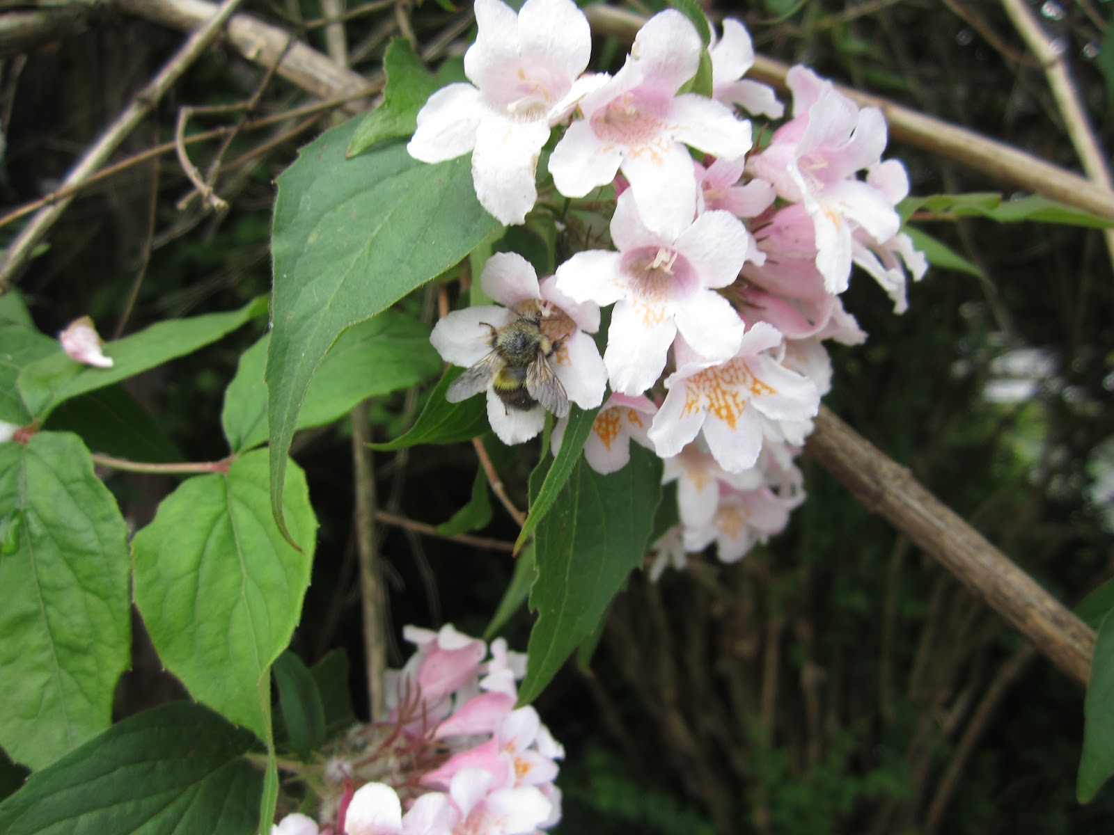 Jessica's wonderful world of plants Angiosperms
