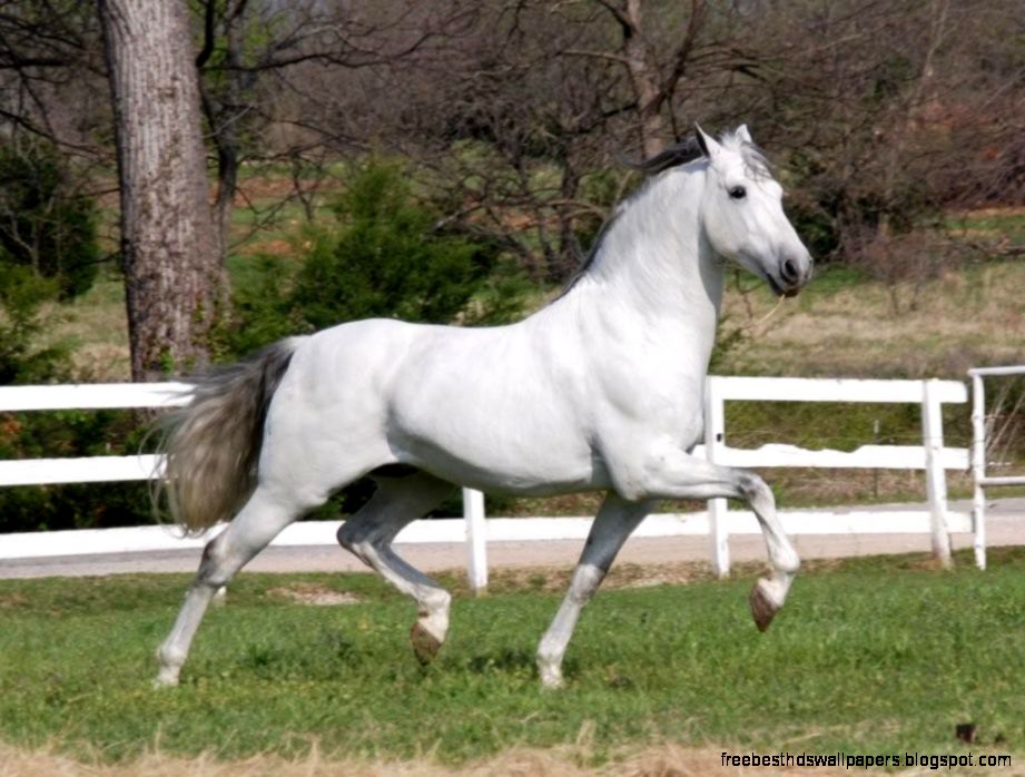 Blog 365 Days in Horse Country – The Andalusian Blog 365 Days in Horse Country – The Andalusian
