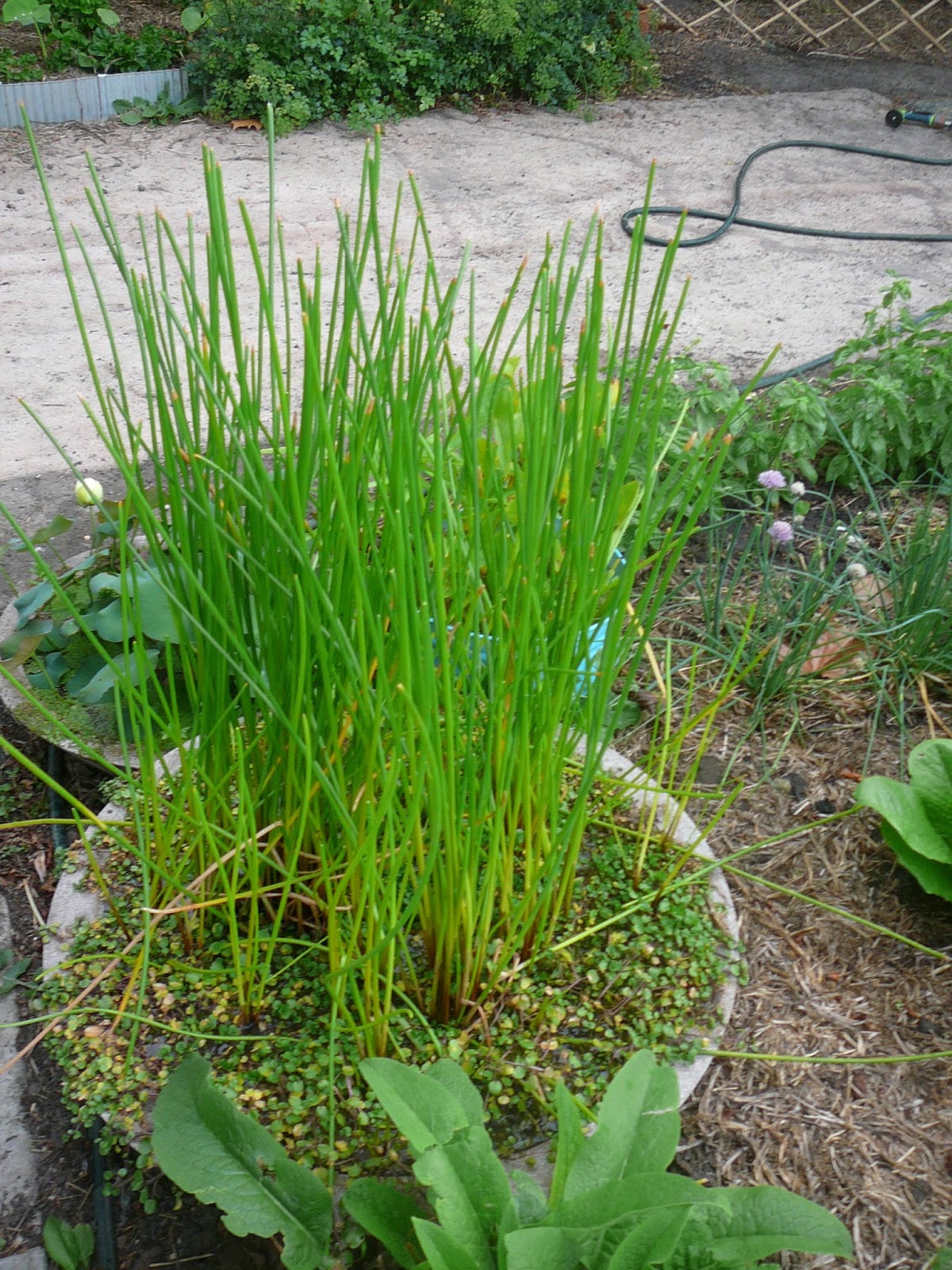 People, Plants, Landscapes Water Chestnuts