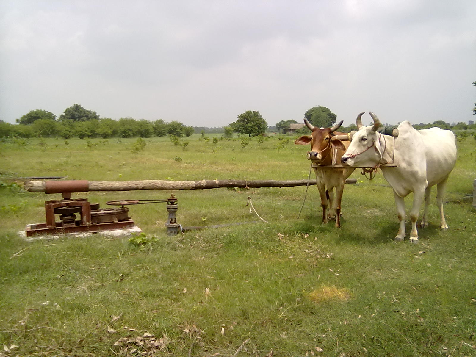 "PANCHAL" ANIMAL DRIVEN POWER SAVER PUMP & SYSTEMS