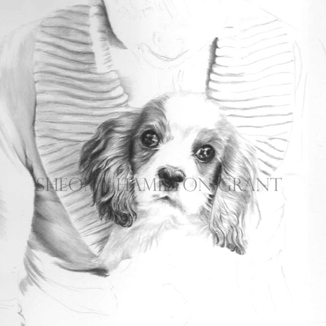 Cavalier King Charles Spaniel, new drawing on the go.