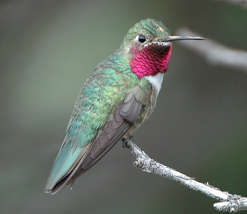 free live screensavers hummingbirds