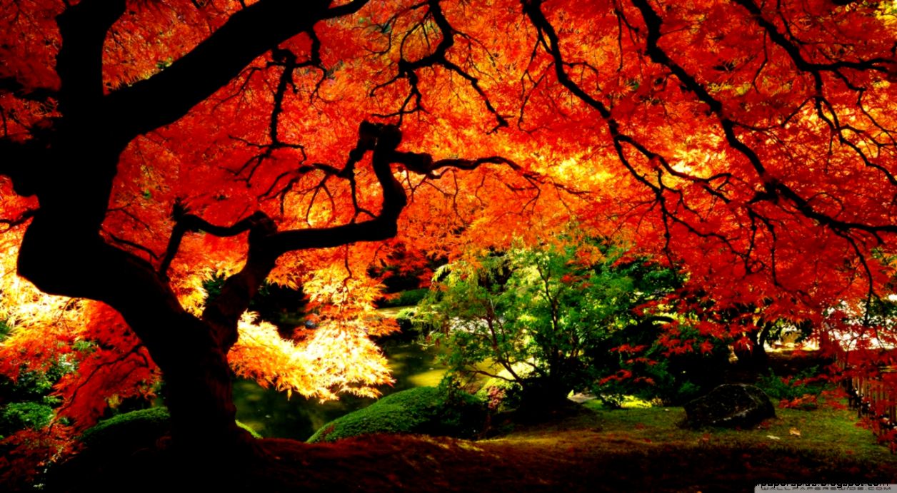 Beautiful Autumn HD desktop wallpaper Mobile Dual Monitor Beautiful Autumn HD desktop wallpaper Mobile Dual Monitor