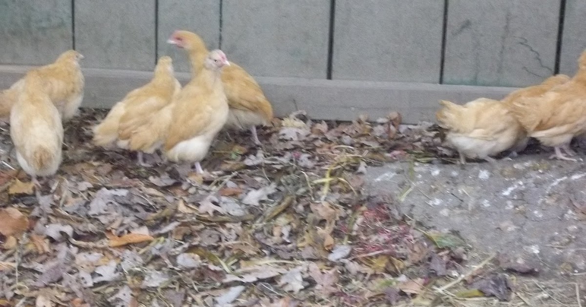 Chickens at 6 Weeks