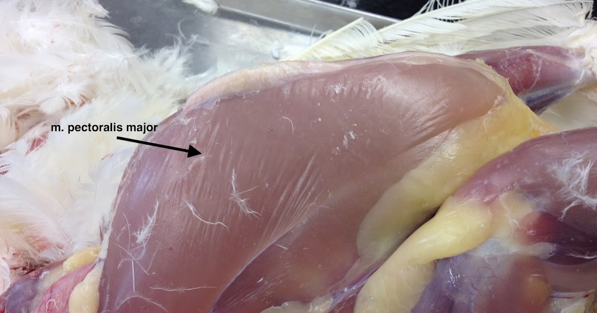 Animal Science Chicken Dissection: Musculature