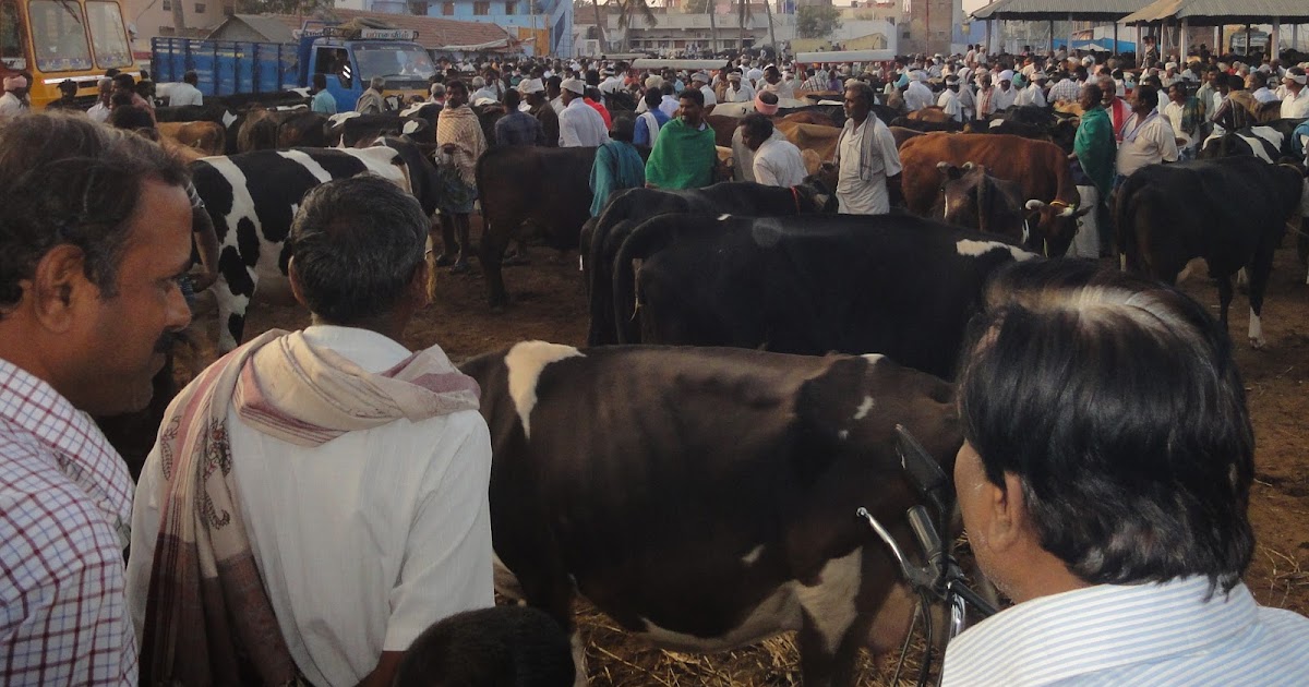 NGO News blog, NewsLine Erode Karungalpalayam dairy animals market