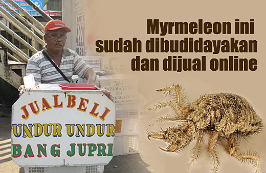 Jalur Kiri Undur Undur Si Monster Manjur