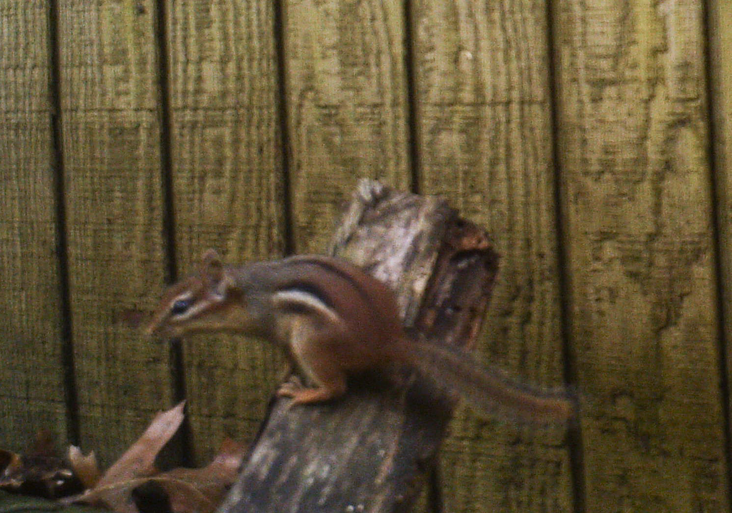 Small Mammals of Arkansas Trails of Arkansas (& now California)