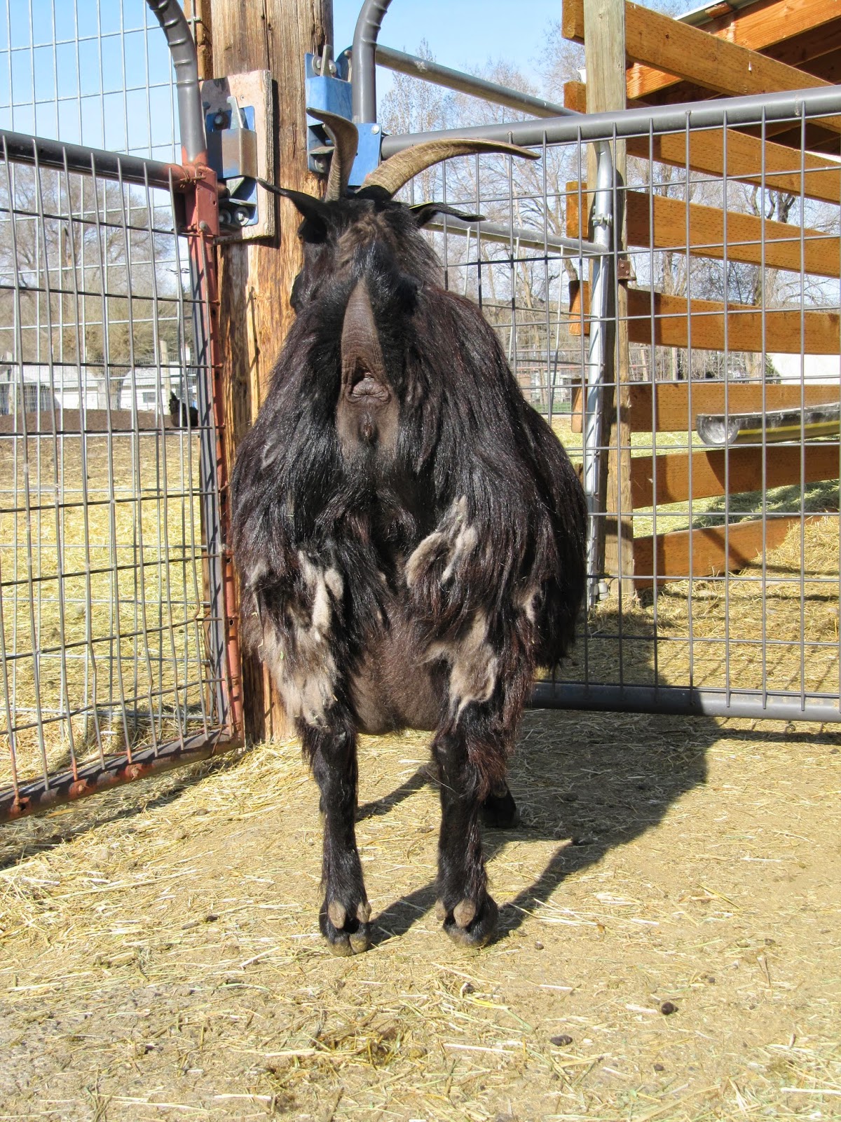 LIBERTY FARM CASHMERE GOATS CASHMERE GOATS FOR SALE