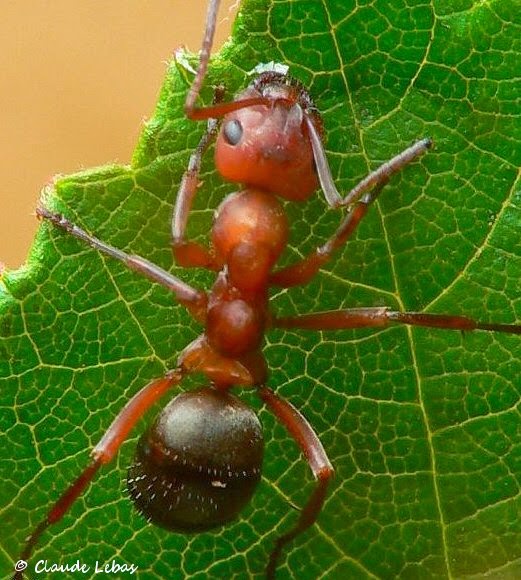 fourmis du genre Formica Le genre Formica