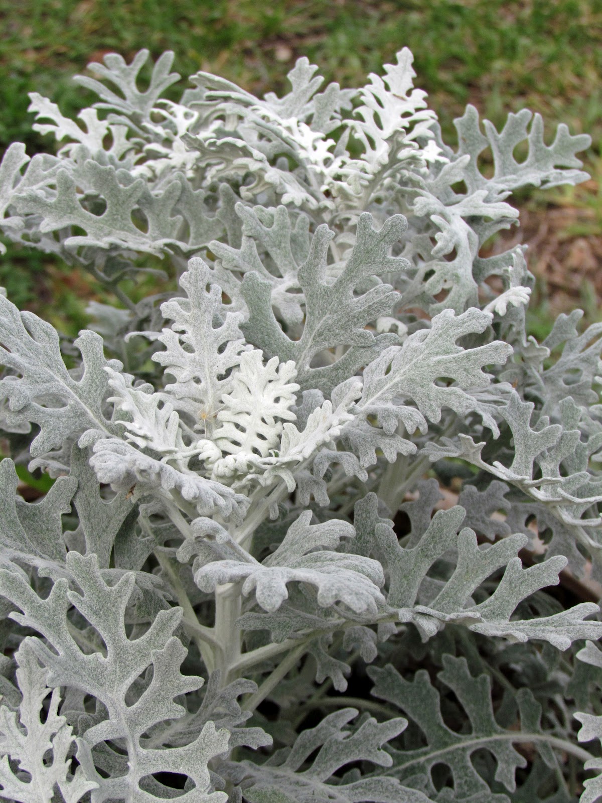 Patchwork Garden Foliage FollowUp&hellip;June 2012&hellip;