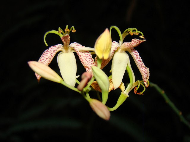 dating thai singles in thailand