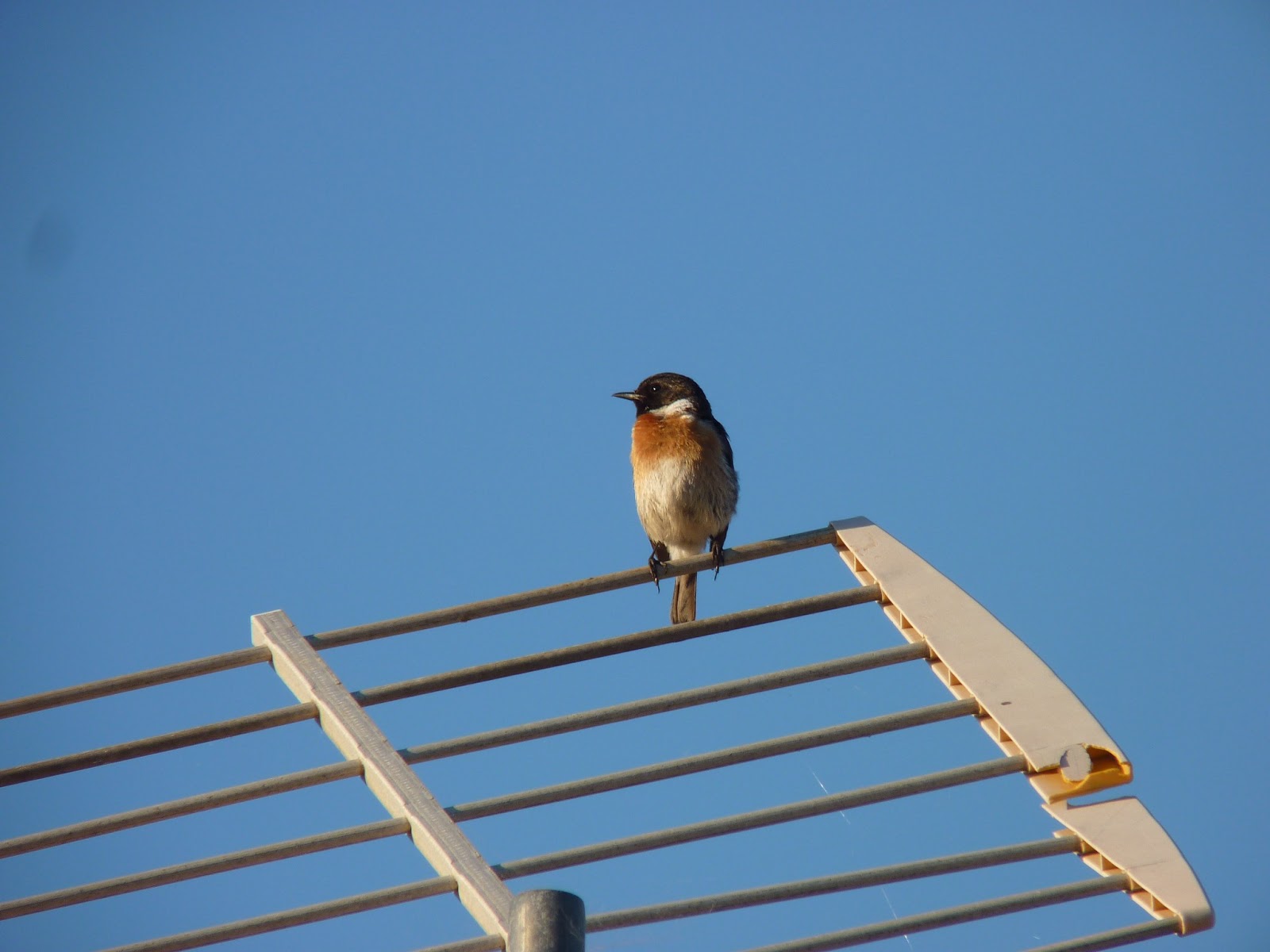 BIRDING NORTH BUCKS AND BEYOND: Some Mallorca Birds