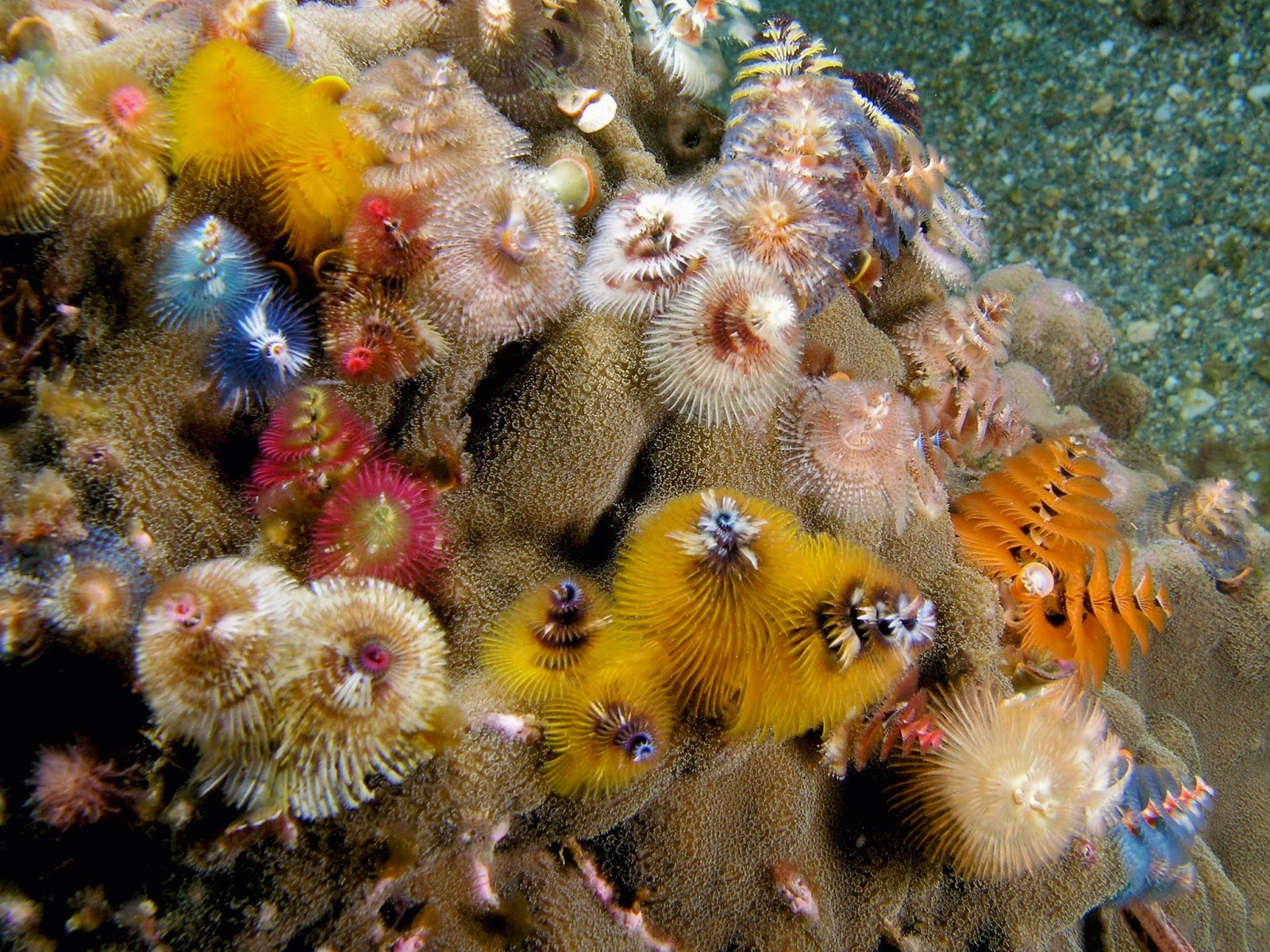 hoolawhoop christmas tree worms