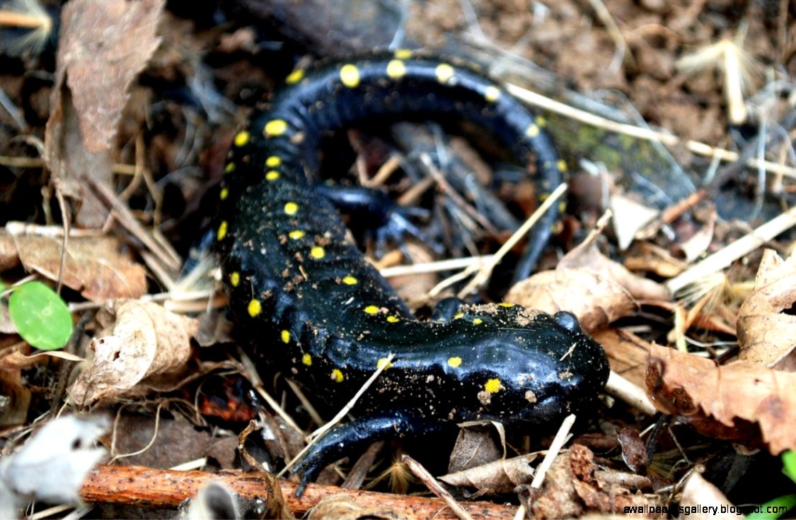 EduPic Amphibian Images EduPic Amphibian Images