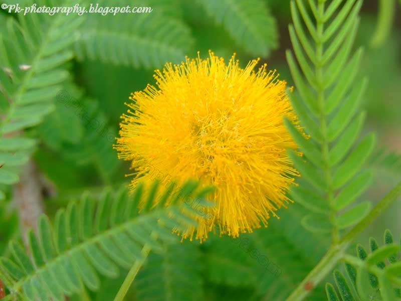 Acacia Flowers Nature, Cultural, and Travel Photography Blog
