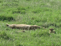 Sleeping lioness engorged on water buffalo, with cubs (Ngorongoro Crater)