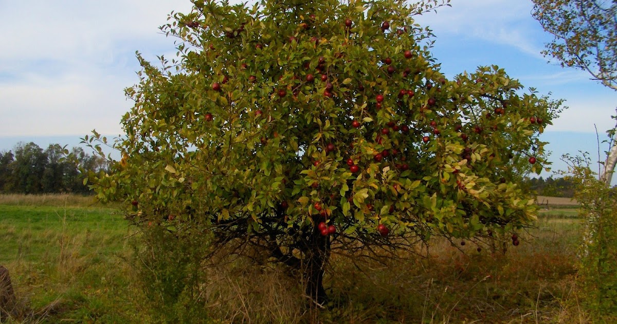 Karen`s Nature Photography Wild Growing Apple Tree with Red Apples.